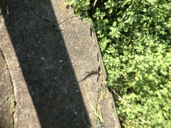 Plestiodon finitimus