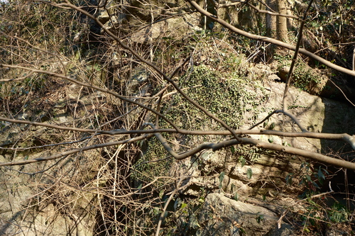 Lepisorus carnosus