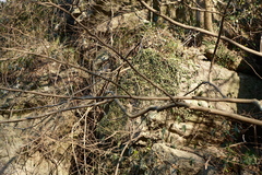 Lepisorus carnosus