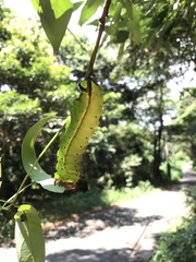 Antheraea formosana