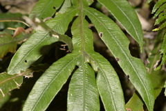 Blechnum patersonii