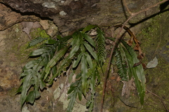 Blechnum patersonii