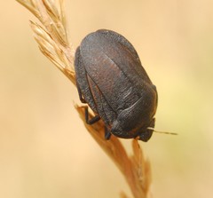 Eurygaster austriaca