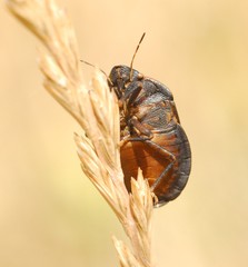 Eurygaster austriaca