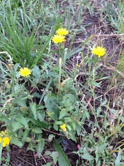 Picris hieracioides