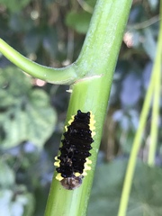 Gynautocera rubriscutellata