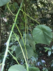 Gynautocera rubriscutellata