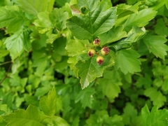 Crataegus dahurica