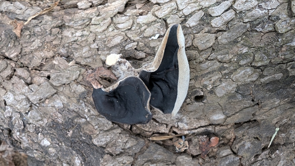 Auricularia polytricha · February 2025 · photo: © atsushi_nakajima_cirque (iNaturalist, cc-by)