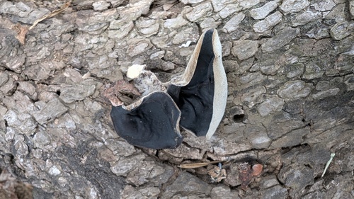 Auricularia polytricha