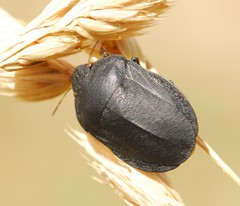 Eurygaster austriaca