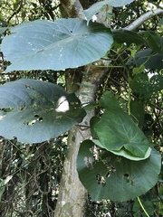 Gynautocera rubriscutellata