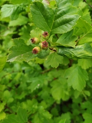 Crataegus dahurica