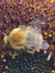 Bombus humilis