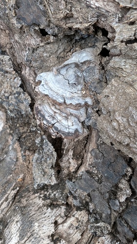 Ganoderma applanatum