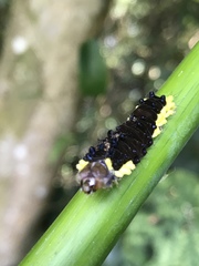 Gynautocera rubriscutellata