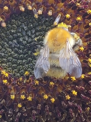 Bombus humilis