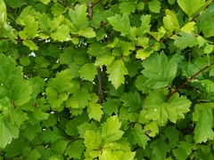 Crataegus dahurica