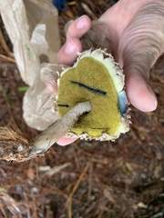 Boletellus ananas image