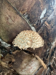Boletellus ananas image