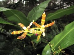 Oncidium stenoglossum