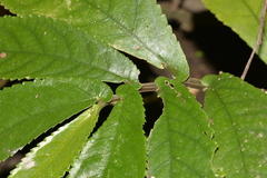 Elatostema reticulatum