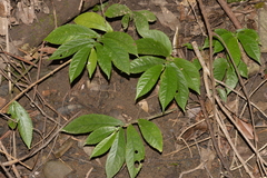 Elatostema reticulatum