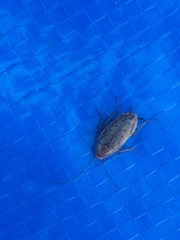 Ectobius lapponicus