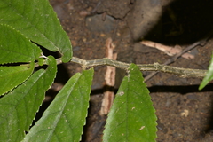 Elatostema reticulatum