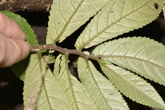 Elatostema reticulatum