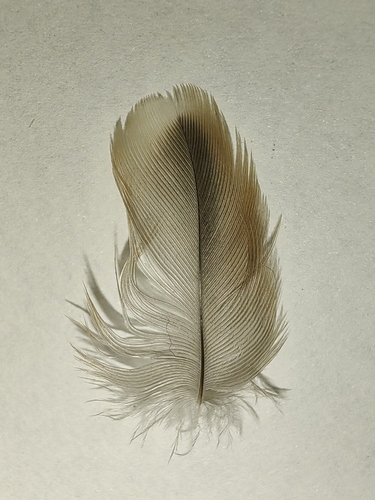 Plume de Moineau friquet