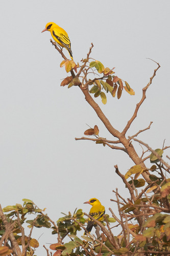 African Golden Oriole (Oriolus auratus)