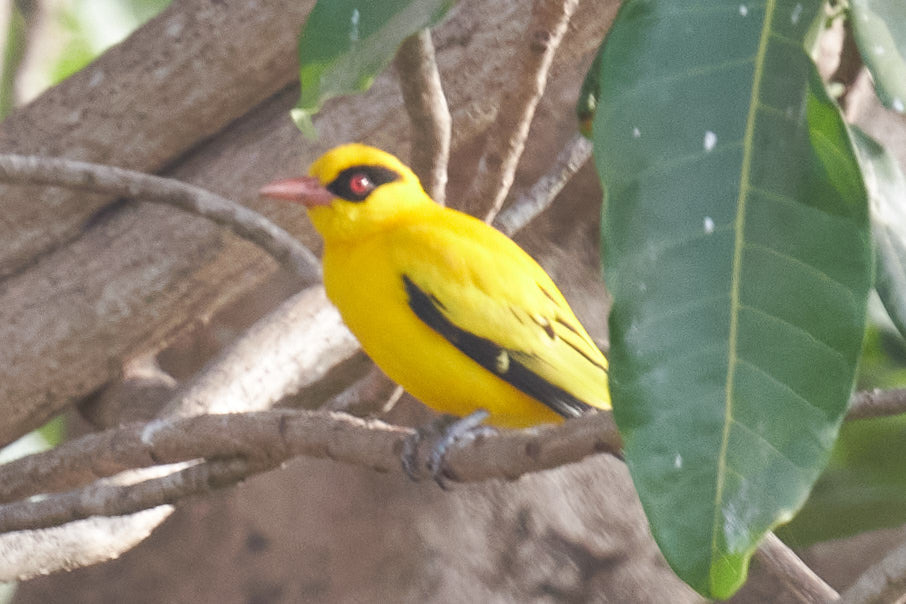African Golden Oriole (Oriolus auratus), photo 2