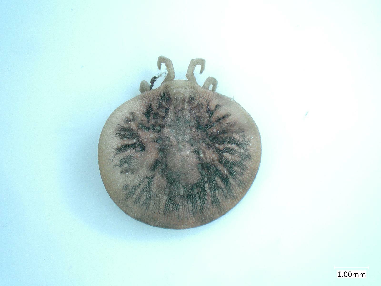Carios vespertilionis Latreille, 1796
