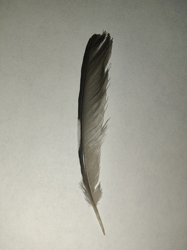 Plume de Pinson du Nord