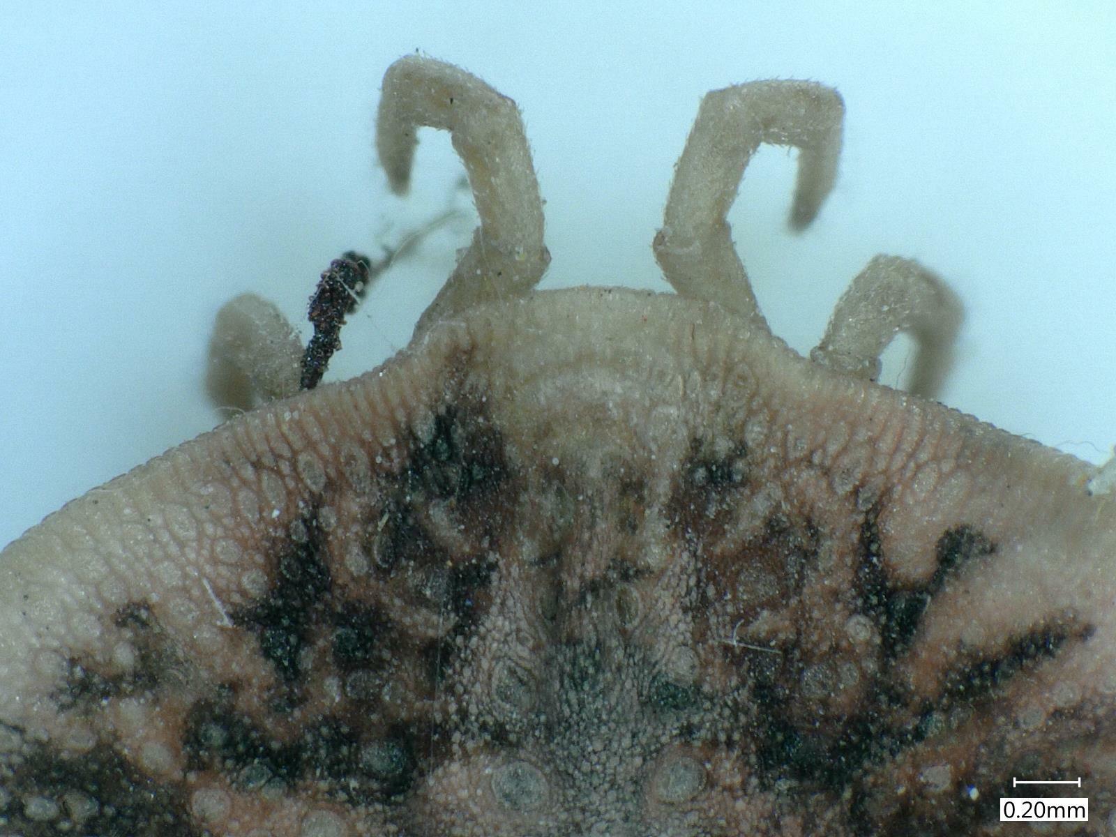 Carios vespertilionis Latreille, 1796
