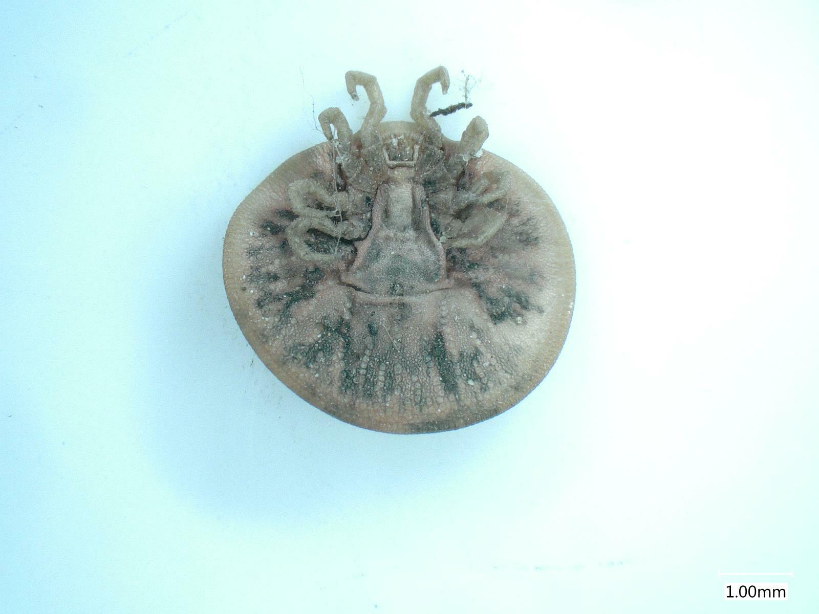 Carios vespertilionis Latreille, 1796