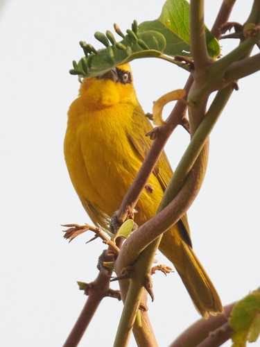 Olive-naped Weaver (Ploceus brachypterus), photo 4
