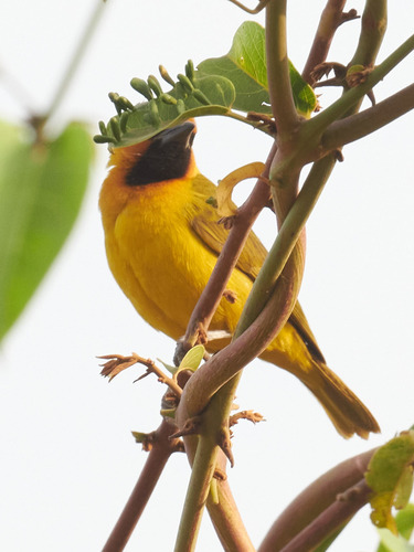 Olive-naped Weaver (Ploceus brachypterus), photo 8