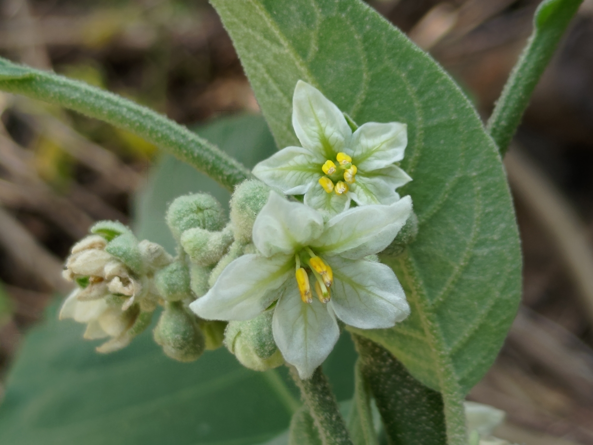 Solanum erianthum