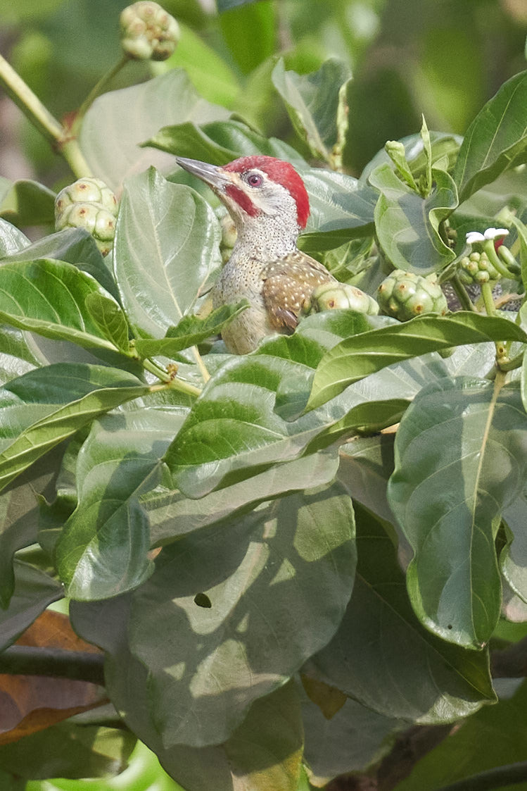 Fine-spotted Woodpecker (Campethera punctuligera), photo 5