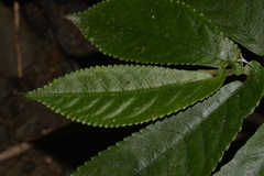 Elatostema reticulatum