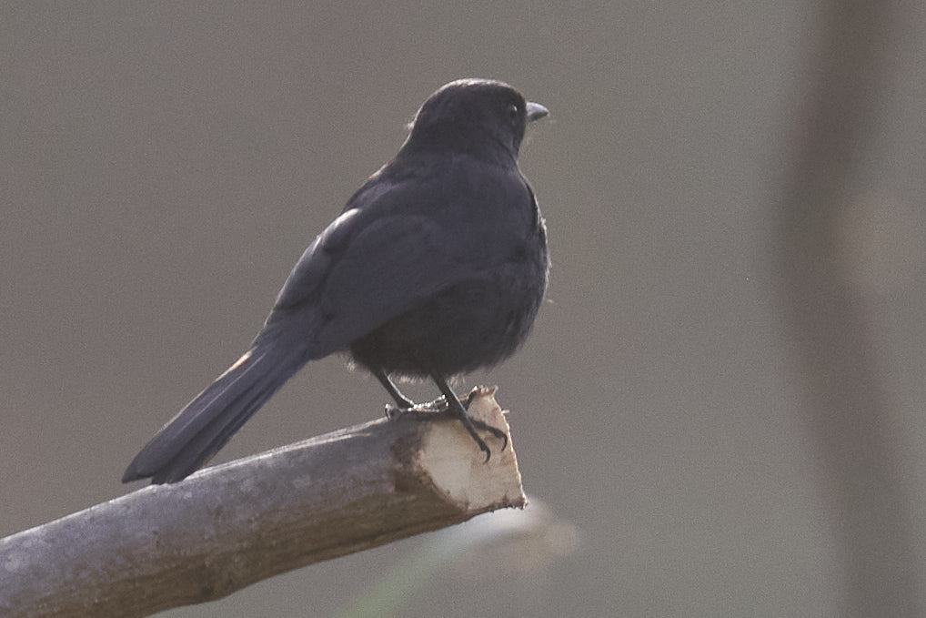 Northern Black Flycatcher (Melaenornis edolioides), photo 4