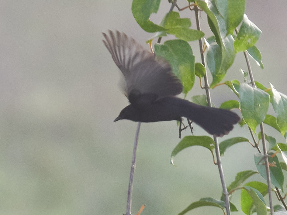 Northern Black-Flycatcher illustration