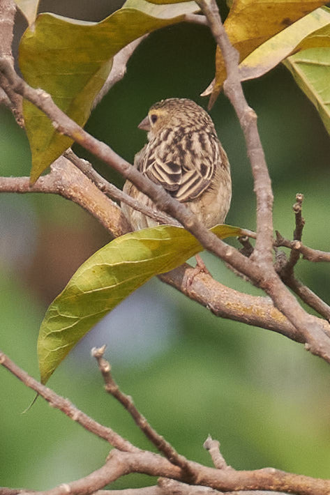 Northern Red Bishop (Euplectes franciscanus), photo 3