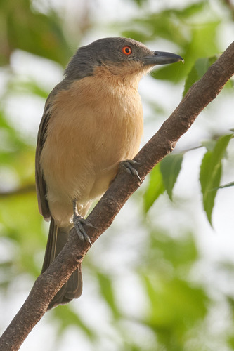 Northern Puffback (Dryoscopus gambensis)