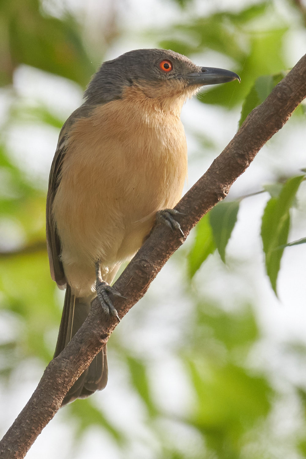 Northern Puffback (Dryoscopus gambensis), photo 1