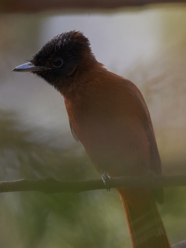 Red-bellied Paradise Flycatcher (Terpsiphone rufiventer)