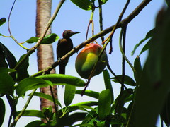 Melanerpes striatus