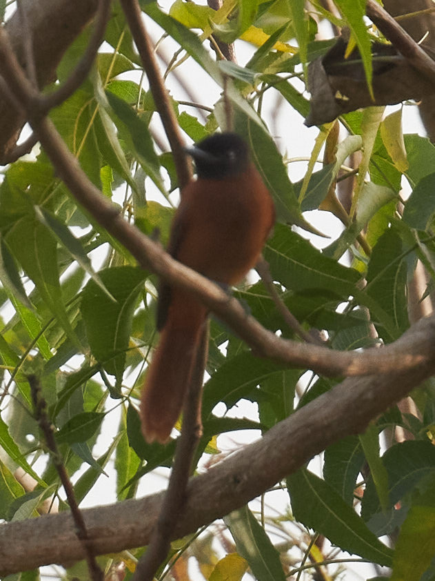 Red-bellied Paradise Flycatcher (Terpsiphone rufiventer), photo 2